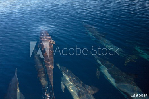 Bild på Pod of 7 common bottlenosed dolphins swimming underwater near Santa Cruz island in the Channel Islands National Park off the California coast in United States
